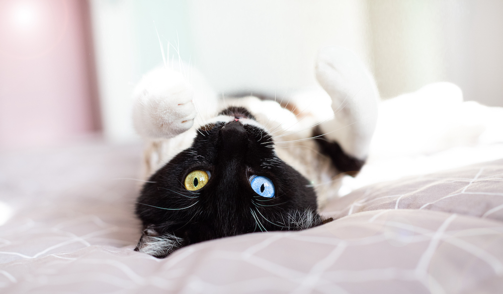 Close up of black and white cat with multi-colored eyes, lying on its back
